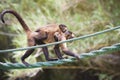 Monkey with her Ã¢â¬â¹Ã¢â¬â¹young hanging from a rope Royalty Free Stock Photo